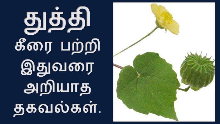 துத்தி கீரை மகத்துவம் | Thuththi health benefits in Tamil | NV