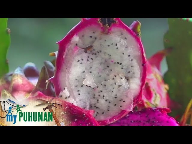 My Puhunan Digital – Dragon Fruit Health Benefits My Puhunan Digital – Dragon Fruit Health Benefits