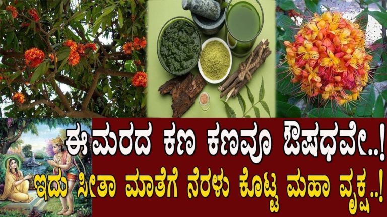 ಈ ಮರದ ಪ್ರತಿ ಕಣವೂ ಔಷಧವೇ..! Medicinal benefits of Ashoka Tree..! / M2 Health