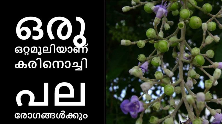 കരിനൊച്ചി നിങ്ങളുടെ വീട്ടിൽ ഉണ്ടോ||Health Tips Malayalam കരിനൊച്ചി നിങ്ങളുടെ വീട്ടിൽ ഉണ്ടോ||Health Tips Malayalam