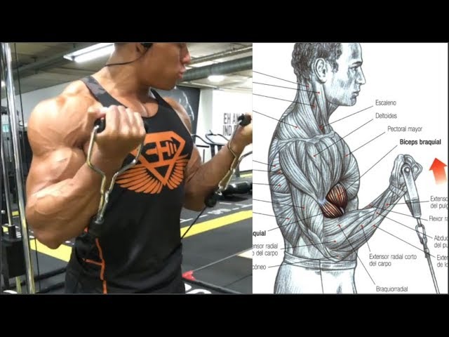 6 Ejercicios para Biceps Grandes, 6 Exercises for Big Biceps