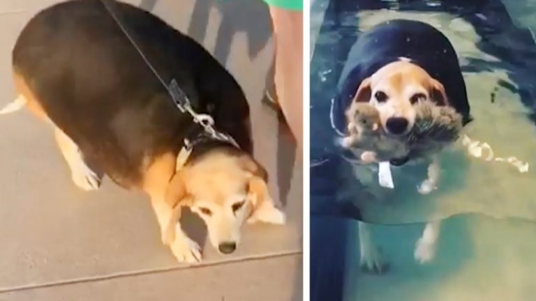 Watch This Overweight Beagle’s Fitness Journey