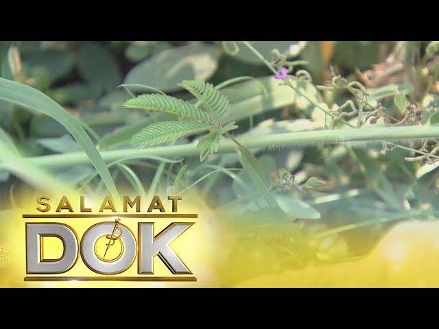 Salamat Dok: Health benefits of makahiya leaves Salamat Dok: Health benefits of makahiya leaves