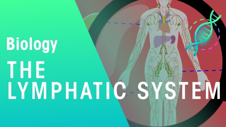 The lymphatic system | Health | Biology | FuseSchool